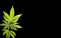 Power Cannabis Seeds image 4